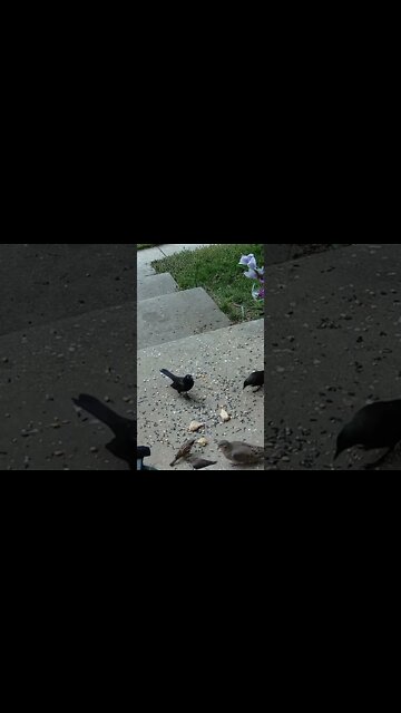 The Grackle Grabs The Peanut And Then... #Shorts