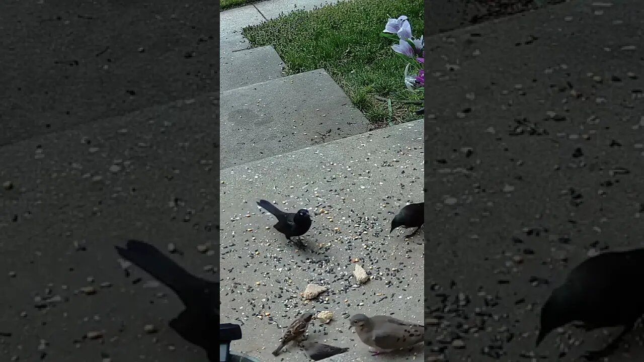 The Grackle Grabs The Peanut And Then... #Shorts