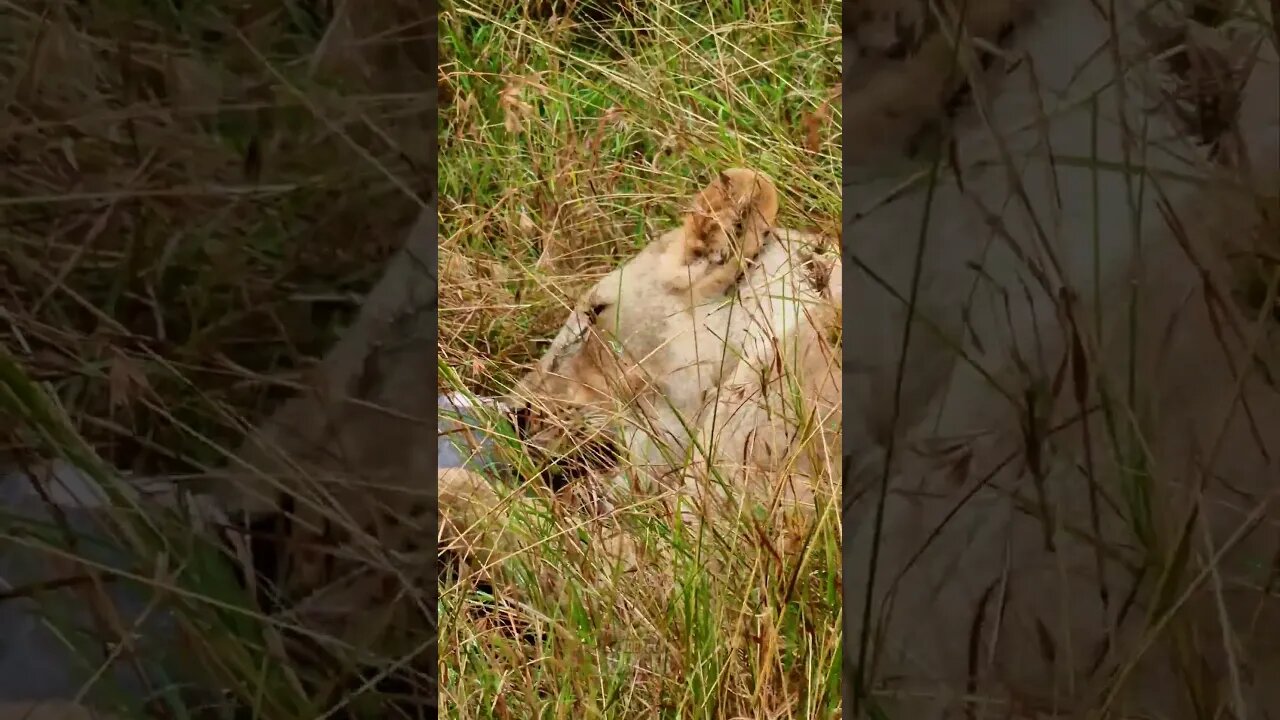 Lioness Chews On A Warthog #Wildlife | #ShortsAfrica