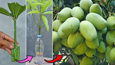 Grow mango from cuttings using natural rooting aloe vera | Method of rooting in water