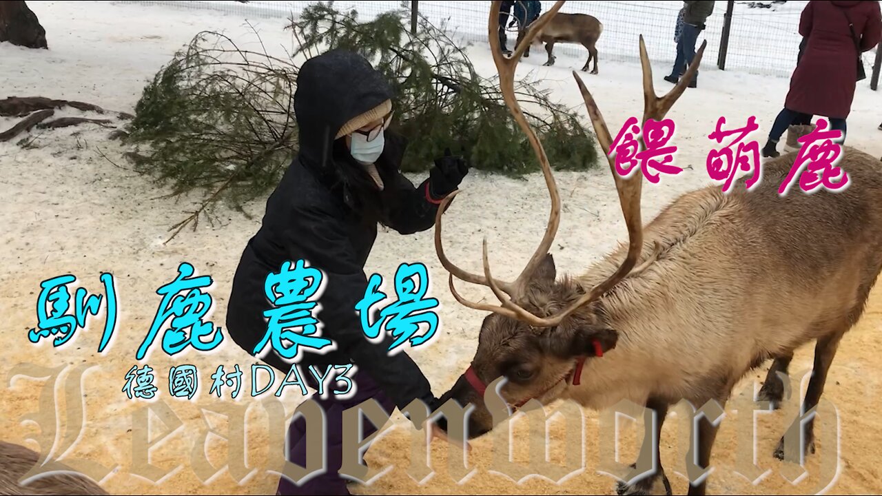 美國旅遊|可愛動物農場 超萌馴鹿都在做什麼? - 夢幻德國村跨年 Day3 Visit A Reindeer Farm - What Do Reindeer Do in Winter?