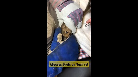 Abscess drain on squirrel 🐿️