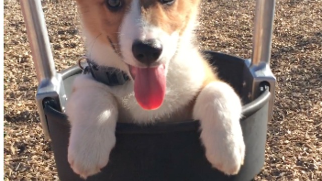 Corgi puppy on a swing