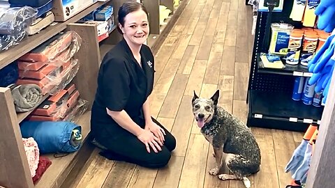 TRICKS FOR BACON!! Trucker Dog Zippy’s BFF Maegan at Little America Demonstrates Tricks CDL OTR Life