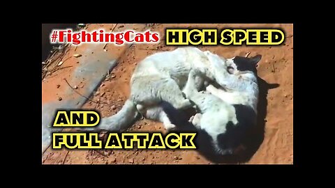 Cats Fighting and Meowing - These Two are Bloody Brothers | Viral Cat