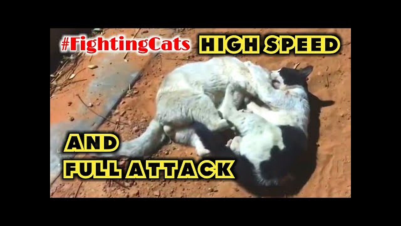 Cats Fighting and Meowing - These Two are Bloody Brothers | Viral Cat