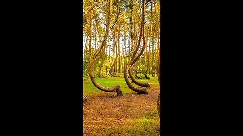 Have you ever heard of the Crooked Forest? #naturalwonders #travel