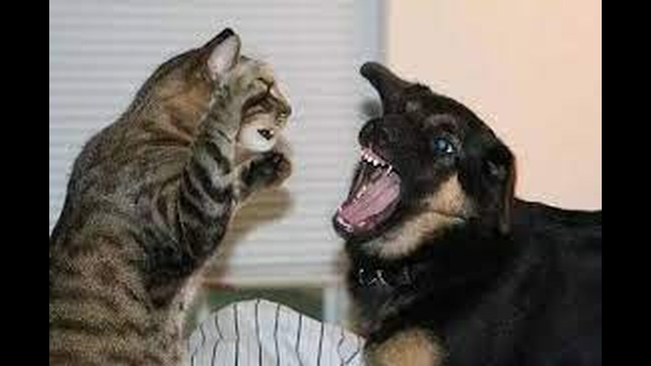 FUNNY CATS AND DOGS