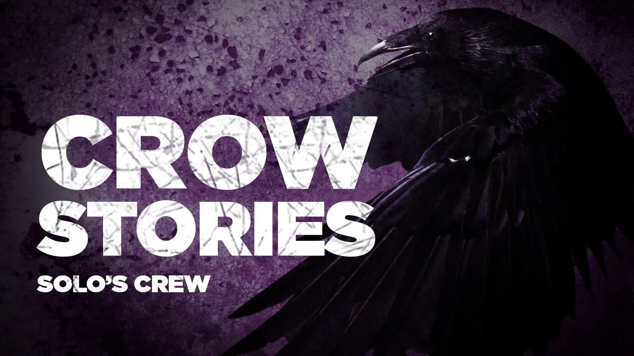 Crow Feeding Time: Solo’s Crew