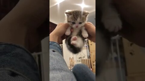 FUNNY CUTE KITTEN - Tiktok Compiled #Shorts