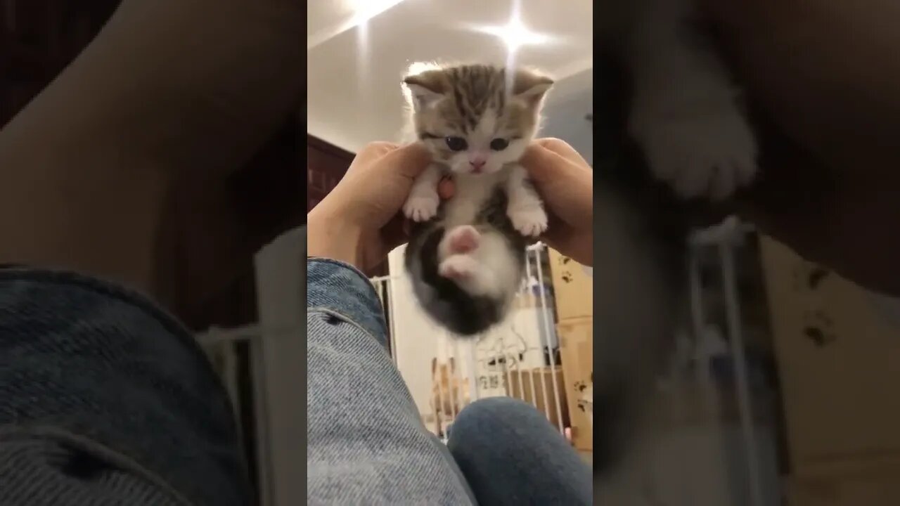 FUNNY CUTE KITTEN - Tiktok Compiled #Shorts