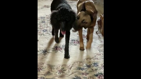 Belgian Malinois and standard poodle best friends