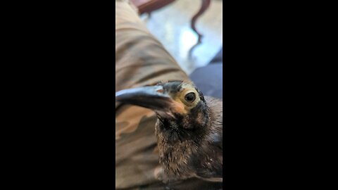 Kurt Caz the Rescue Blackbird