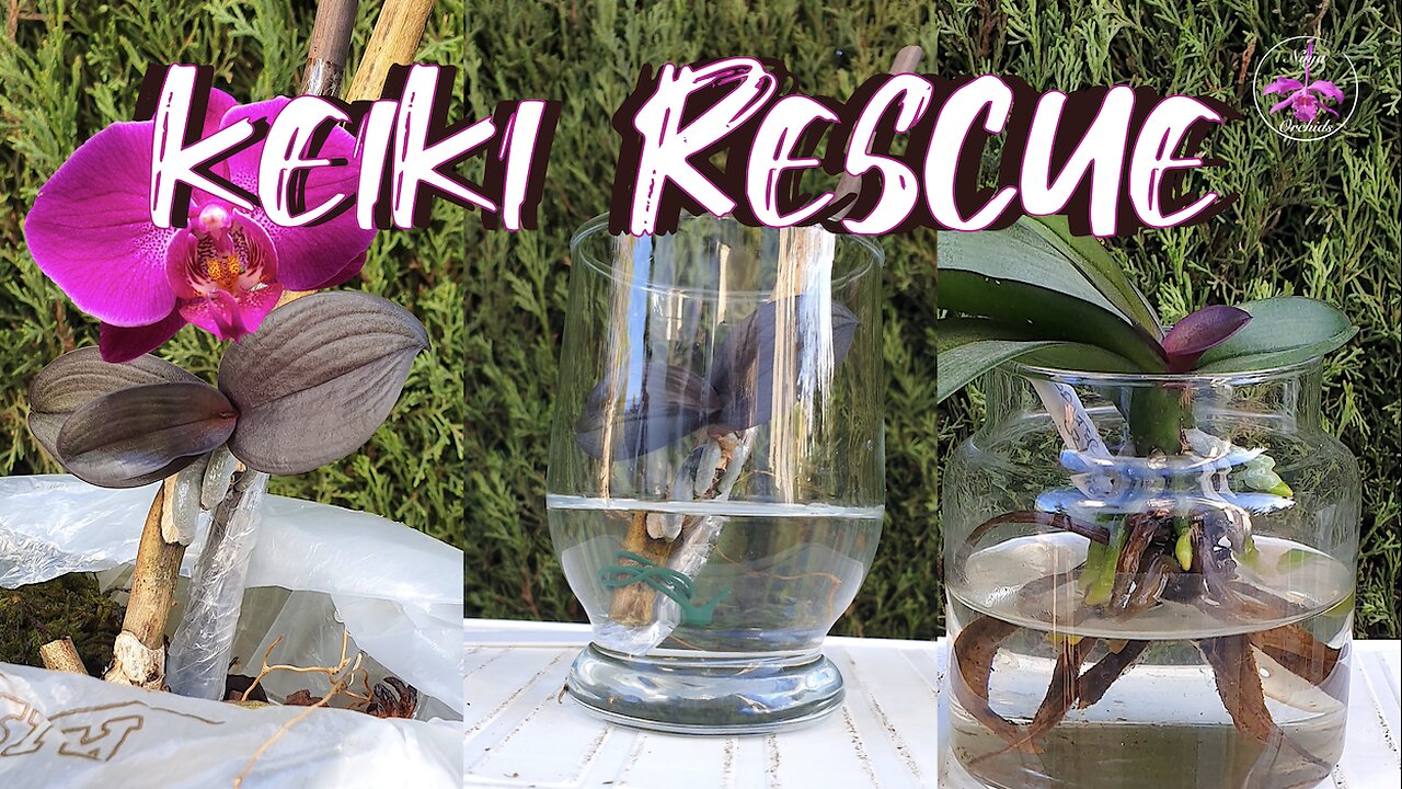 Phalaenopsis Rescue Keiki NEXT STEP | Rescue Terminal Spike Phalaenopsis Orchid #ninjaorchids