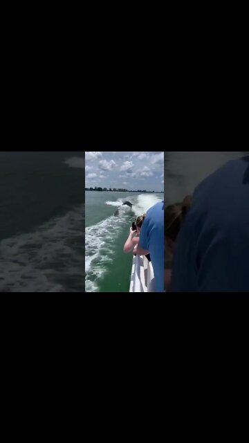 CRAZY 🤪Jumping Dolphins! 🐬🐬🐬 #shorts