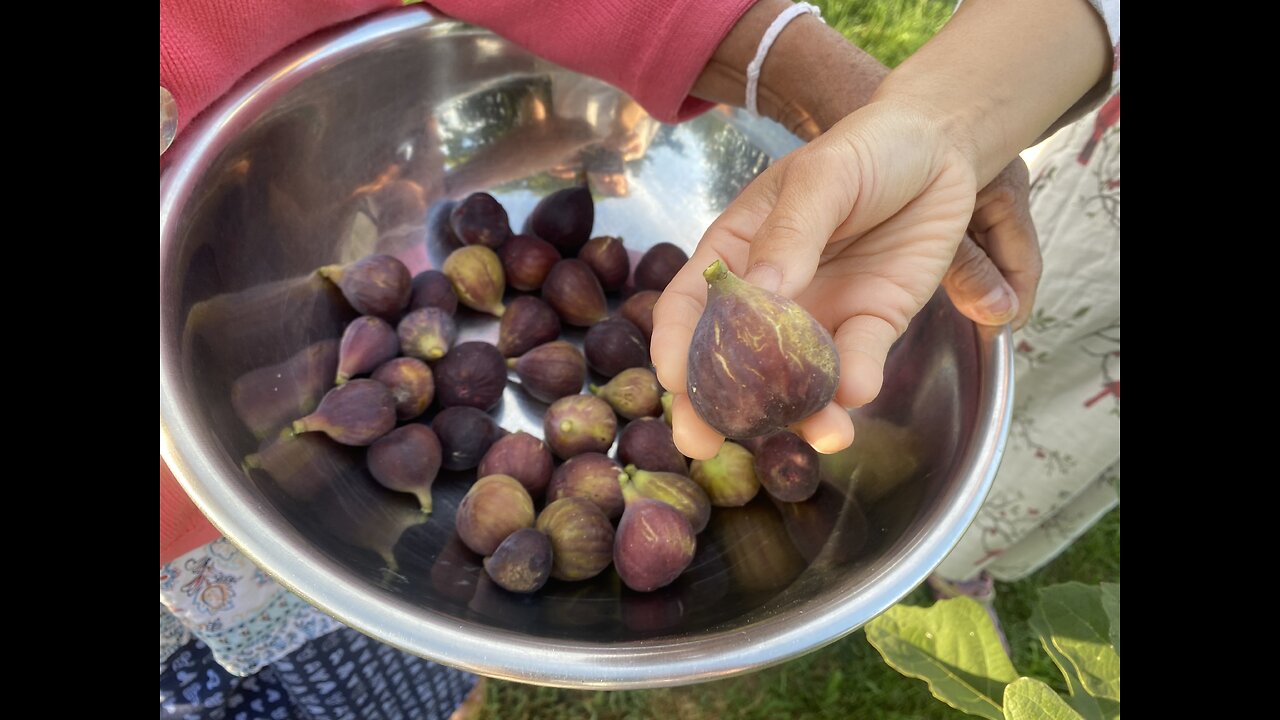 Picking and Dehydrating Figs