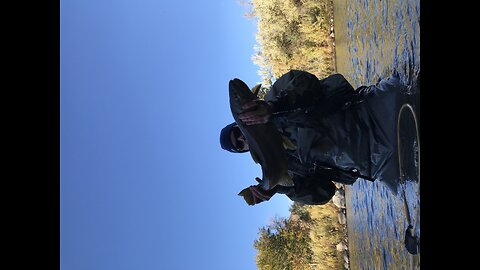 Monster German brown trout