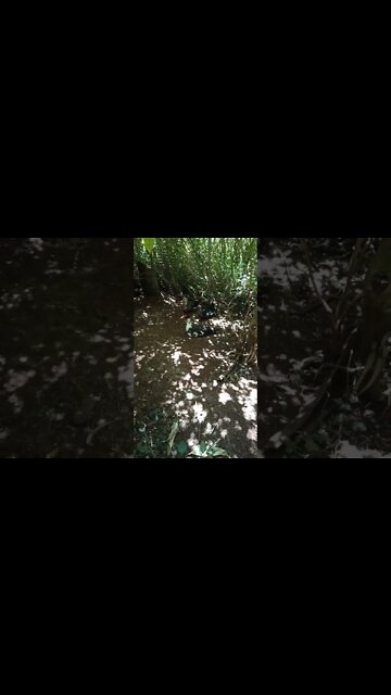 A couple of Muscovy ducks