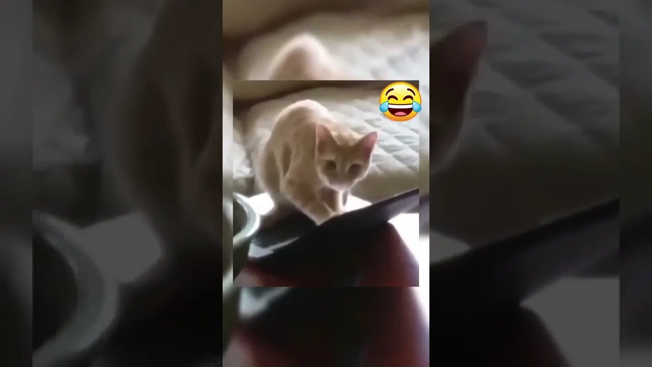 BEST FUNNY PET VIDEOS #1 - Try Not To Laugh #shorts