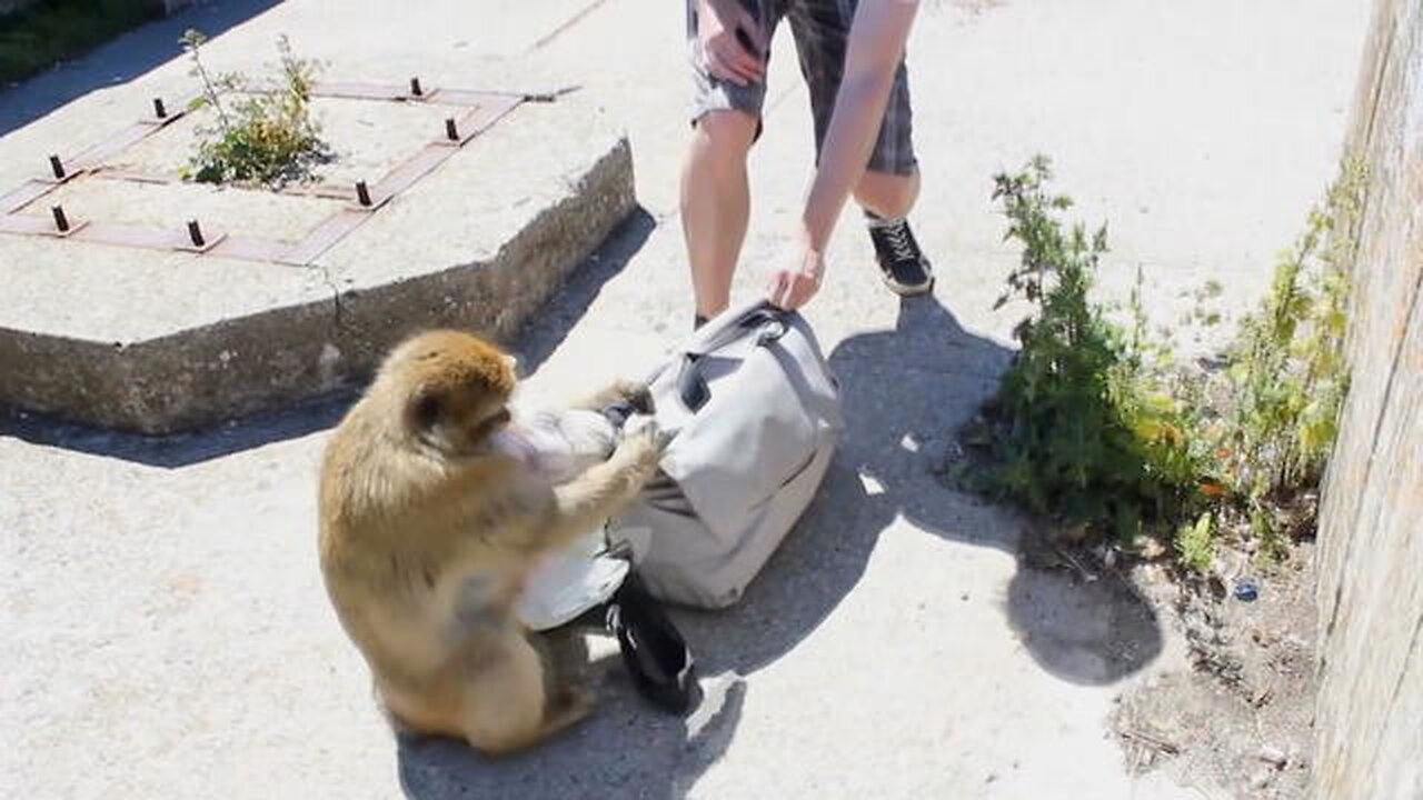 Monkeys steal food and run away from tourists who feed them.💖