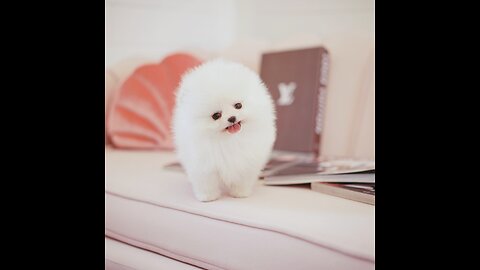 Cute and funny puppy