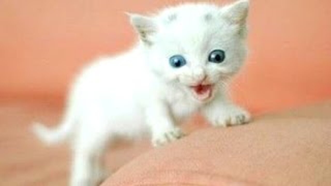 Funny Cats And Kittens Meowing Compilation