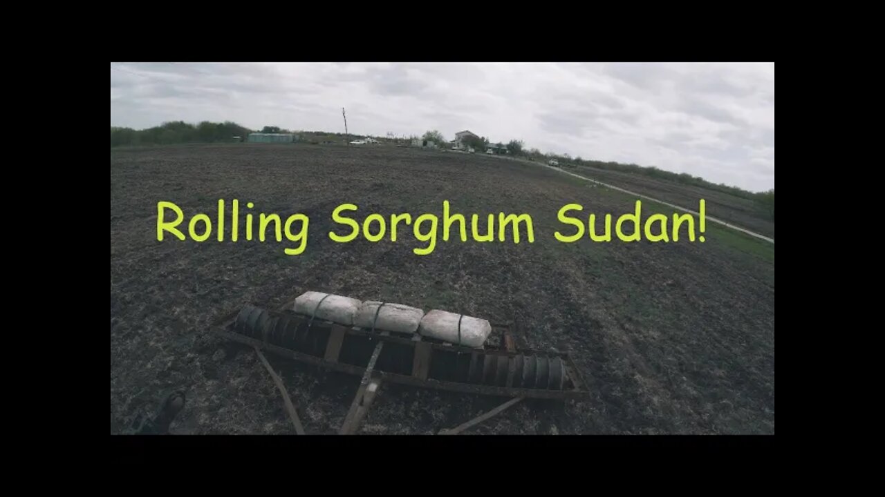 Rolling the Sorghum Sudan seed...