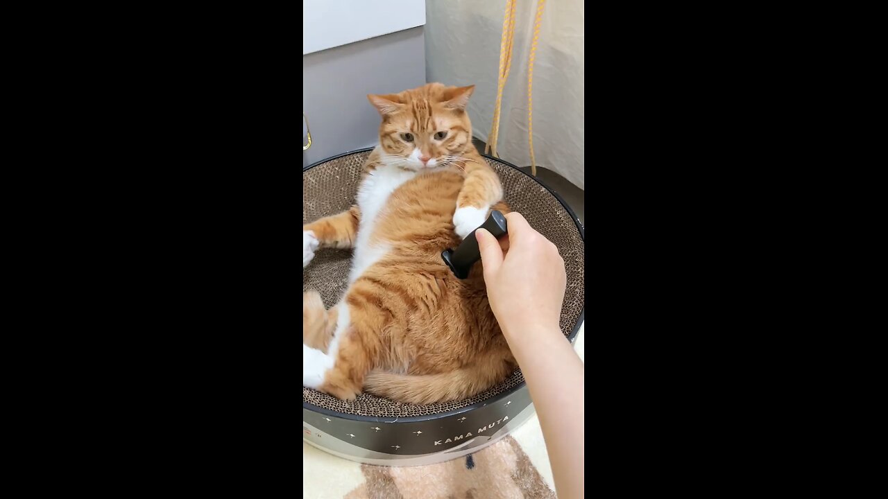 knife Attack on Cat 🗡️🔪