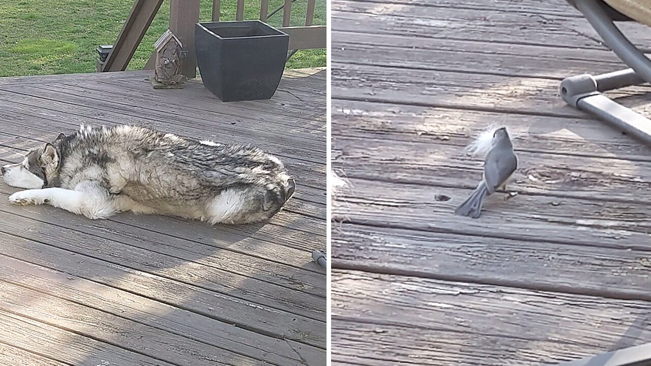 Brave Birdie Gathers Soft Alaskan Malamute Fur For Nest-building