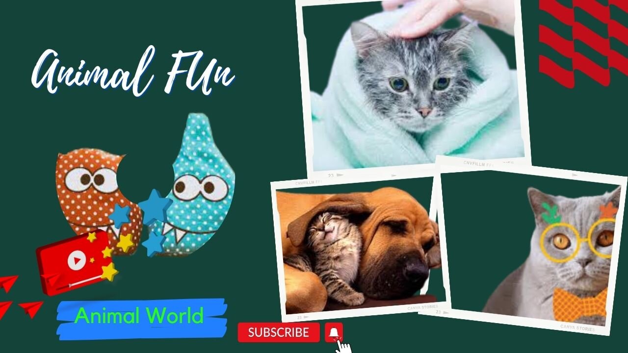 Animals Crazy Moments | Episode 156