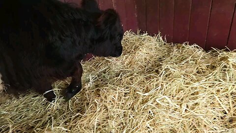 Meet MooMoo a Belted Galloway Cow