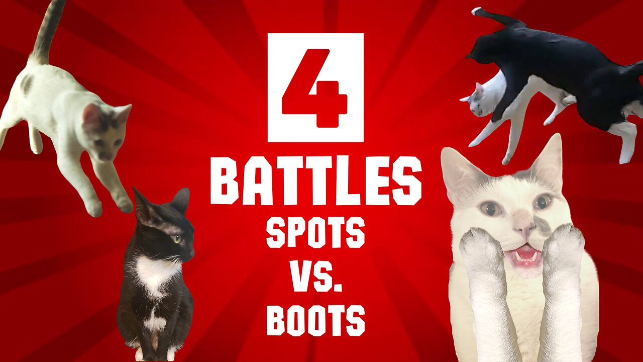 Epic Battle Royale | Spots vs. Boots | Superclip | #play #cat