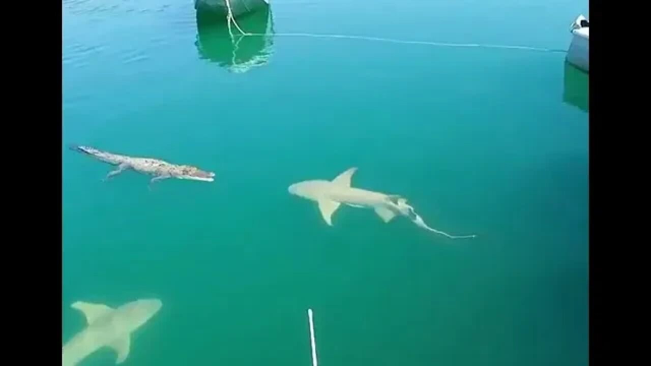 Shark vs Crock -Daily Dose of Nature