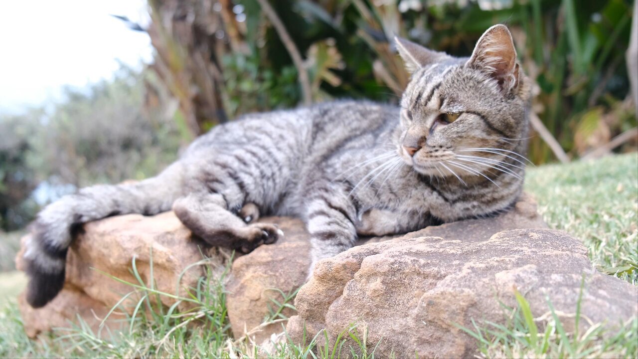 Cat Enjoying Sunbathing