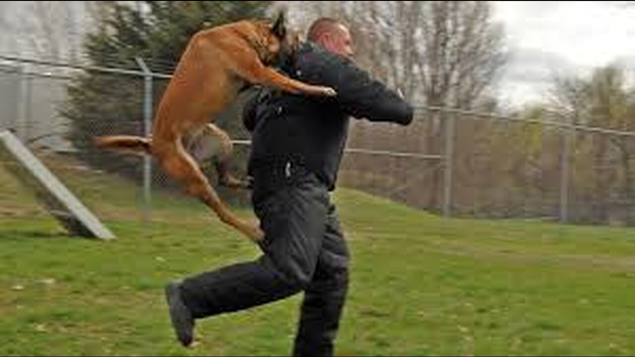 TOP 10 WORLD DANGEROUS☹️ DOG
