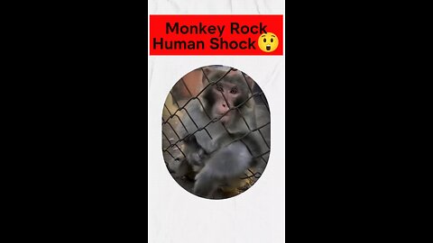 Monkey Rock Human Shock 😲