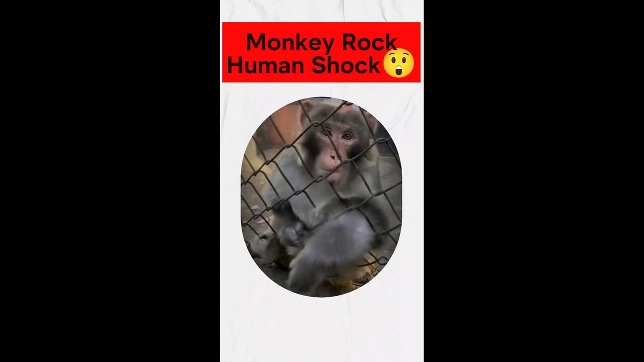 Monkey Rock Human Shock 😲