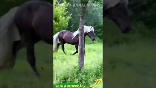 CAVALO ALADO PASSANDO #shorts #planetaanimalshorts #animals