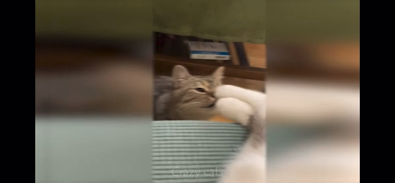 Crazy cats in 2023 🐈😻