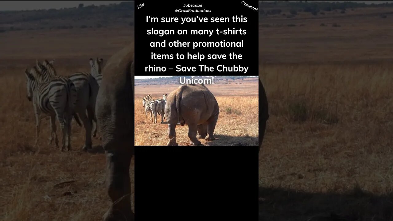 The chubbiest rhino is also called a unicorn #rhino #shorts