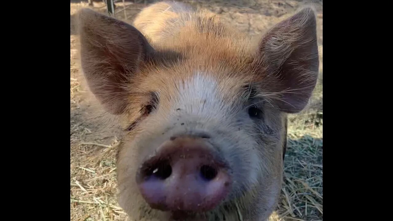 Vlog # 88 -- Summer Farm Updates