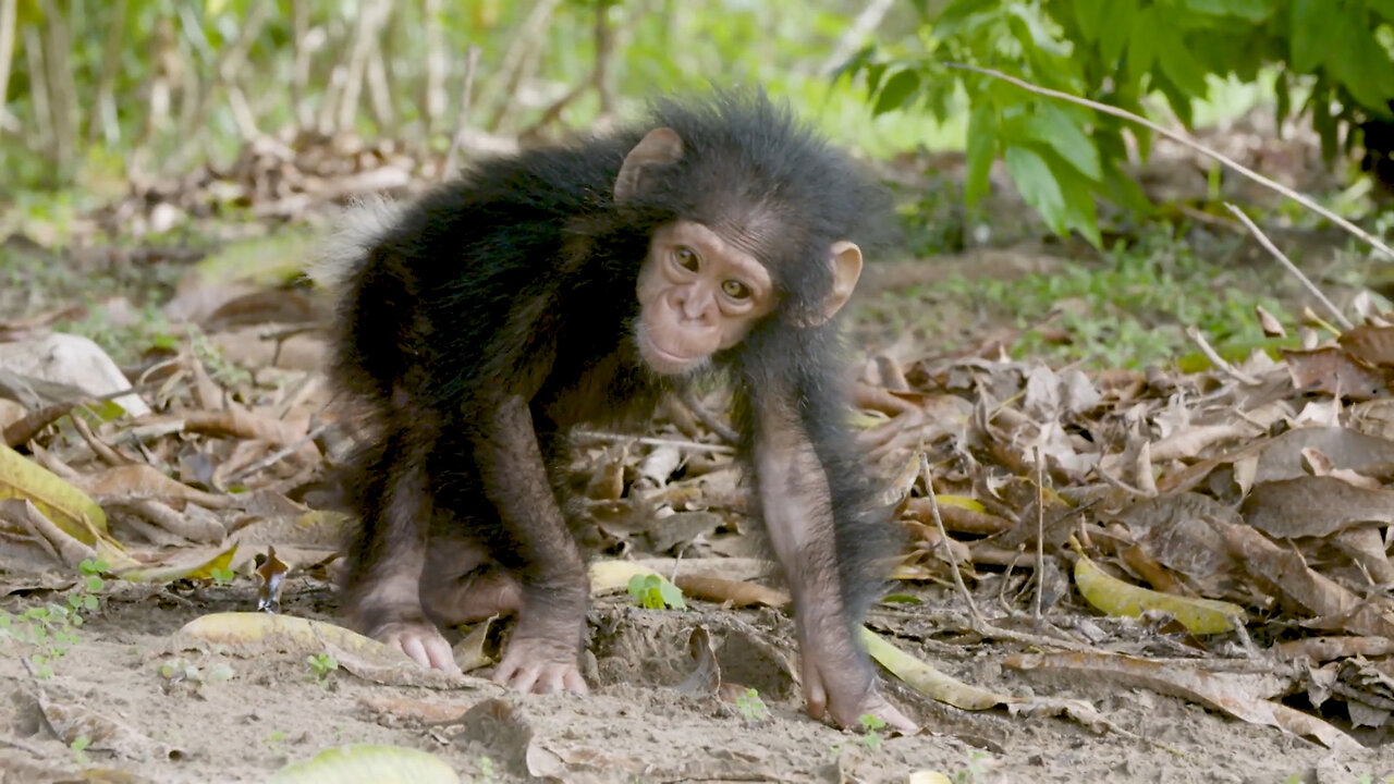 Technology of NASA is being used to conserve chimpanzee habitats.