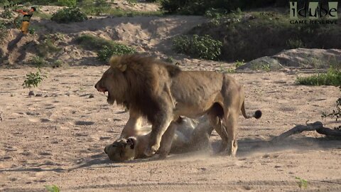 WILDlife: Lions On The Beach Roar After Pairing