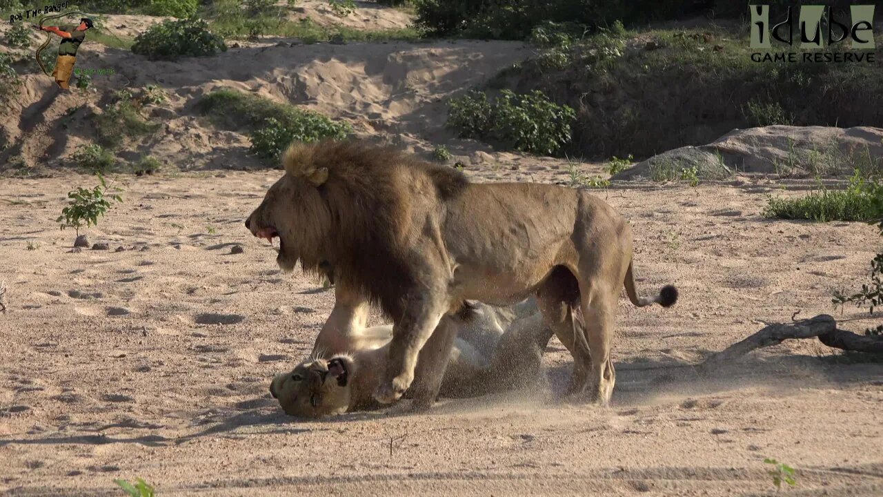 WILDlife: Lions On The Beach Roar After Pairing