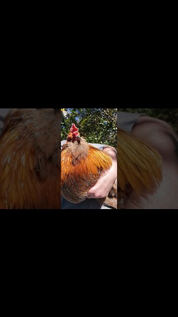 Red Follows Me Around And Lets Me Pick Him Up #chickens #chickenshorts #chickenlife