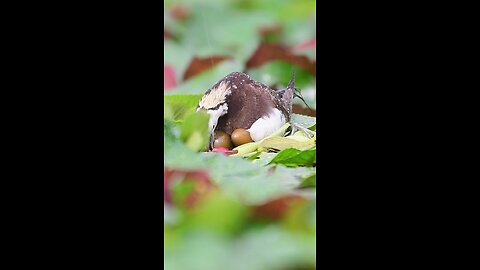 so emotional bird mother save her egg from the rain 🥰