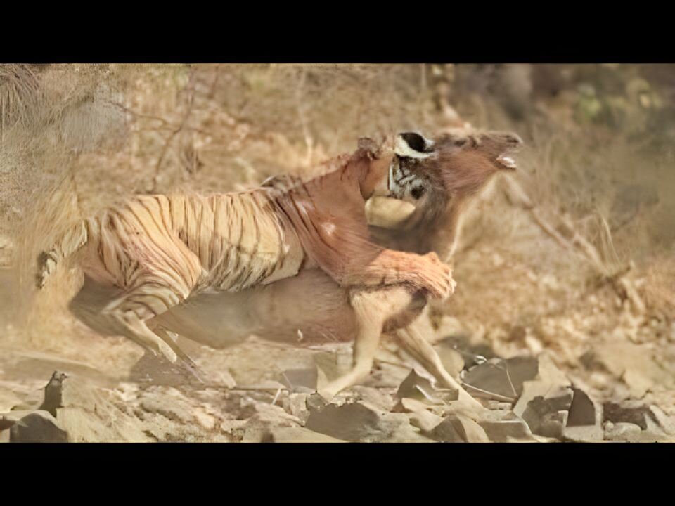 Tiger Hunting Compilations - National Geographic Documentary HD..