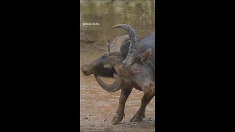 wildlife animals