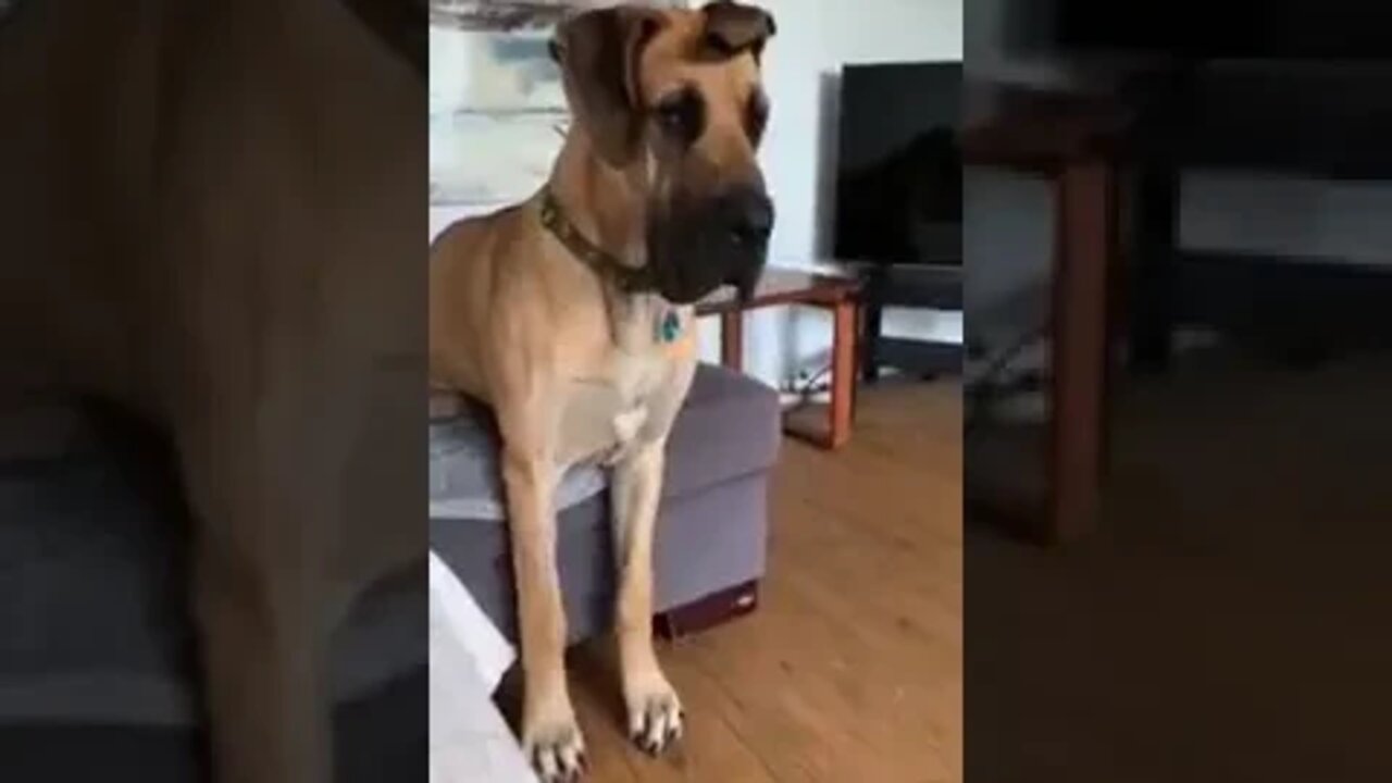 This dog doing a proper sit
