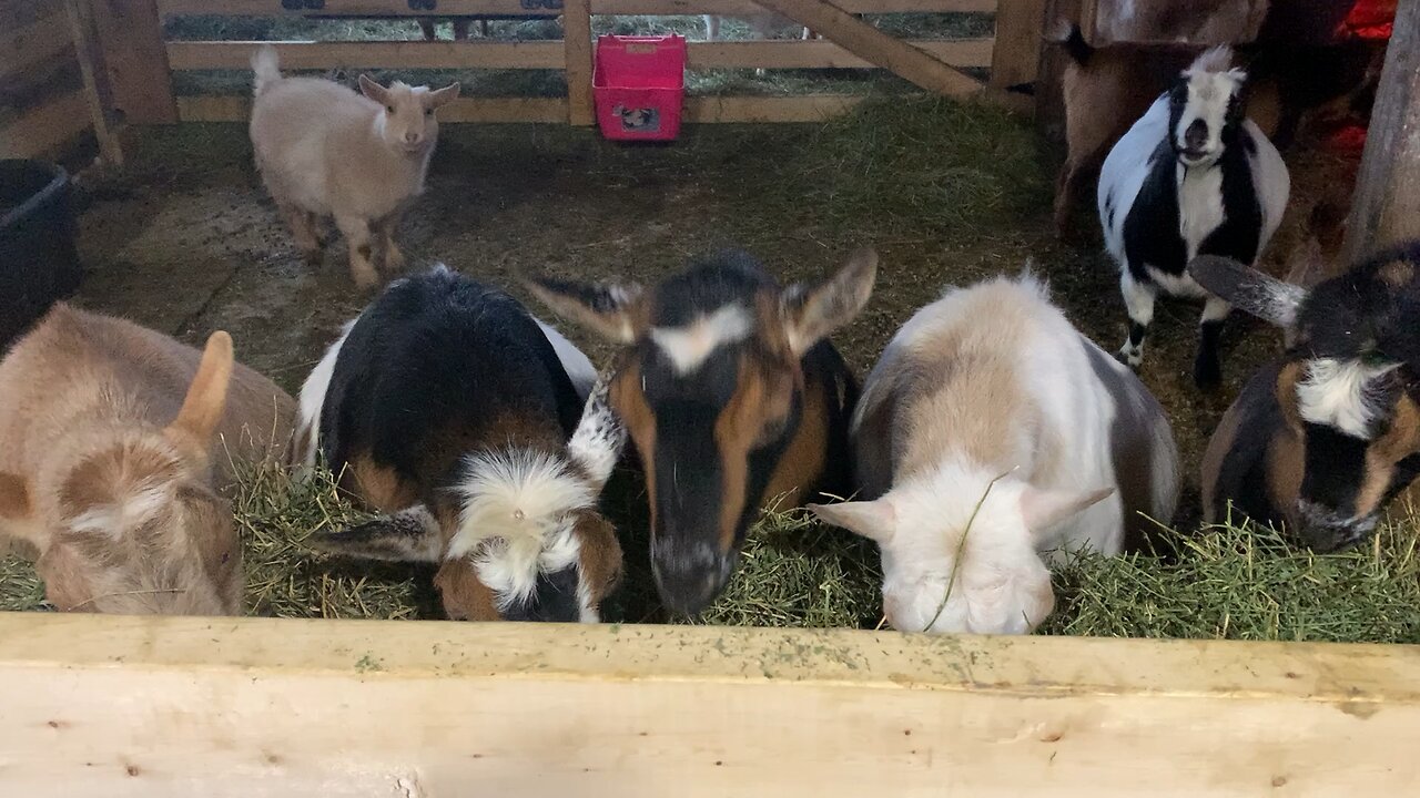 Girls staying warm in the barn